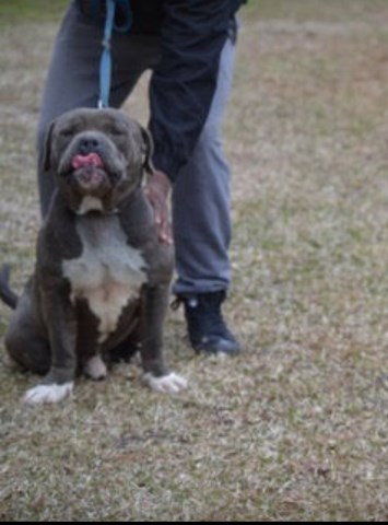 American Pit Bull Terrier Stud 26991