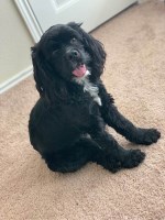 Alec C - American Cocker Spaniel Stud