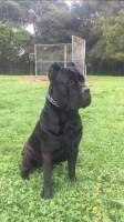 Tj (Thomas) - Cane Corso Stud