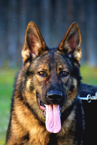 Sucherquelle German Shepherds