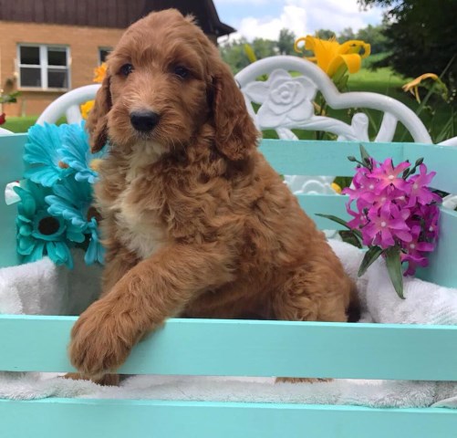 The Puppy Schack, Goldendoodle Breeder in Johnstowm, Ohio