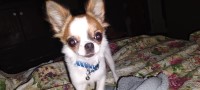 Tracy Bibey - Chihuahua Stud