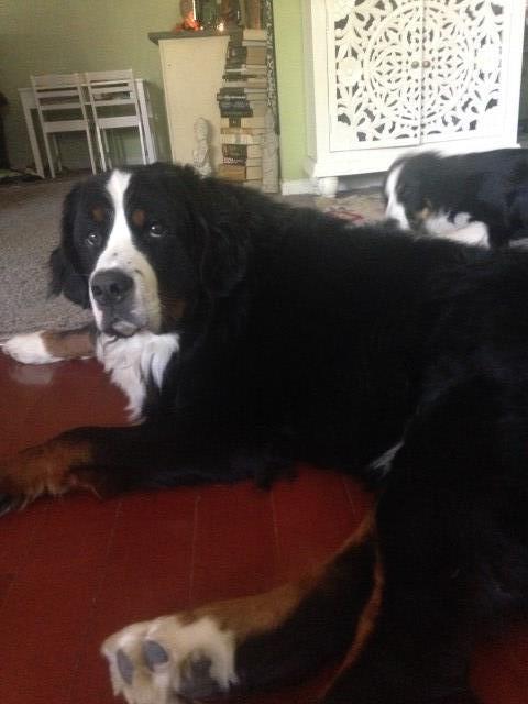 Bernese Mountain Dog Stud 27703