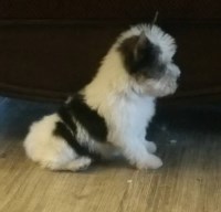 Jim Davis - Yorkshire Terrier Stud