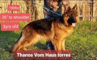 Torres German shepherd