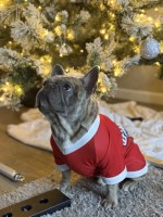 Rachel - French Bulldog Stud