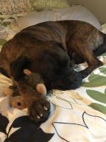 Jaclyn Gordon - Bullmastiff Stud