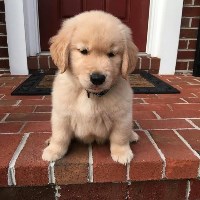 Meghan C. Brown - Golden Retriever Breeder Golden Retriever breeder