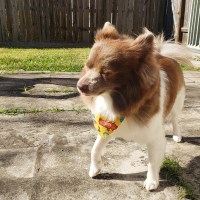 Desiree Urquieta - Pomeranian Stud