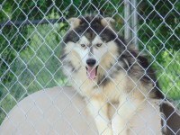 Wards Husky Land Siberian Husky breeder