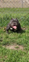Jessica - American Staffordshire Terrier Stud
