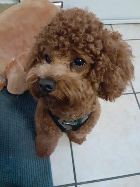 Poodle Miniature Stud 28788