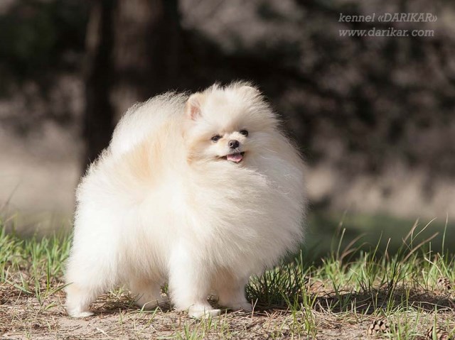 Pomeranian Breeder 31788