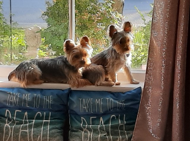 Yorkshire Terrier Stud 29158