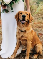 Avery Bennett - Golden Retriever Stud
