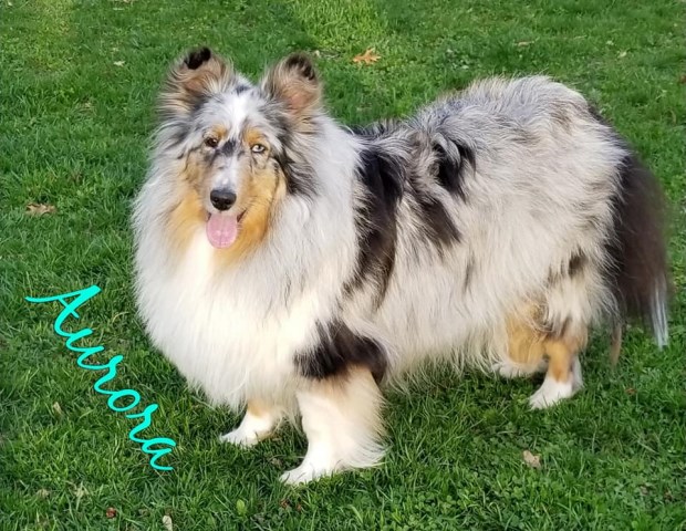 Serenade Collies N Shetland SheepDog