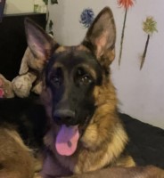 Katrina Clemens - German Shepherd Dog Stud