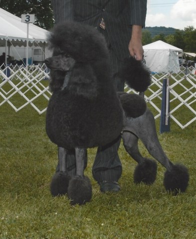 Poodle Standard Breeder 25866