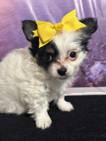 Chihuahua Breeder 31496