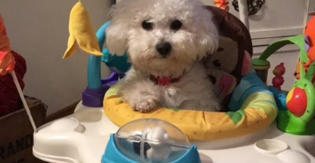 Saddlebrook Kennels - Bichon frise