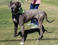 Ashley Brown - Great Dane Stud