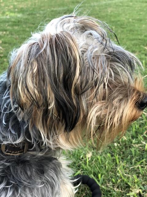 Yorkshire Terrier Stud 27095