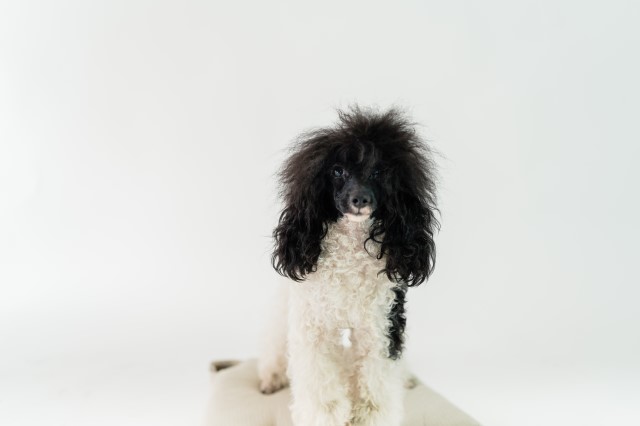 Poodle Miniature Stud 30161