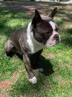 Susan Petersen - Boston Terrier Stud