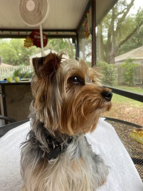 Yorkshire Terrier Stud 29070