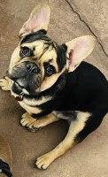 Jen - French Bulldog Stud