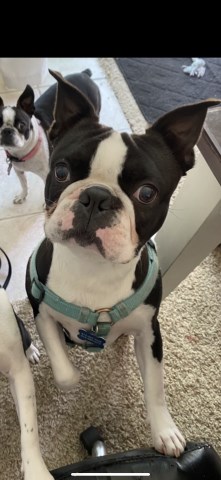 Boston Terrier Stud 31454