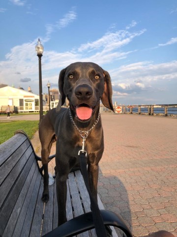 Weimaraner Stud 29514