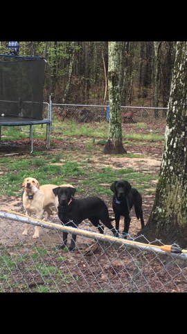 Savannah’s Labradors