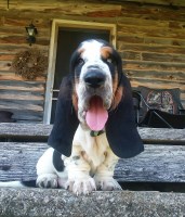 Eatop Farm Basset Hound breeder