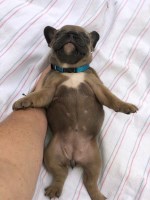 Lake LIfe French Bulldogs of East TN French Bulldog breeder