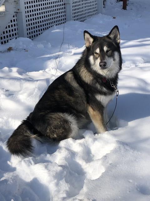 Siberian Husky Stud 29184