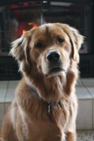 Amy - Golden Retriever Stud