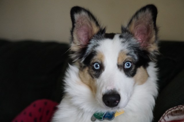 Australian Shepherd Dog Stud 27180