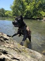 Carlos - Cane Corso Stud