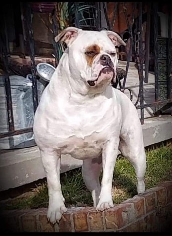 American Bulldog Breeder 22568