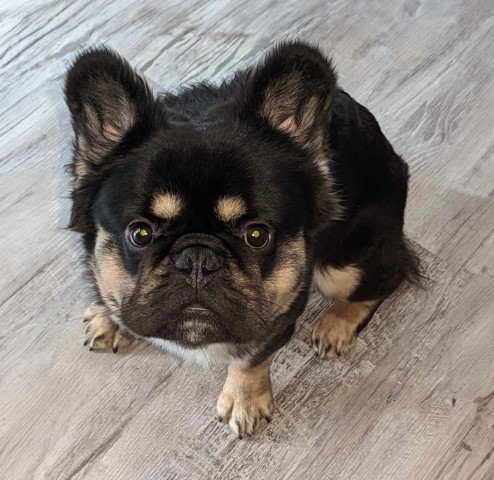 Dallas the Fluffy Frenchie, French Bulldog Stud in Duluth, Georgia