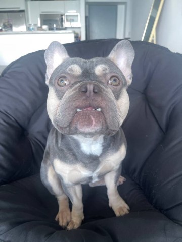 Inducir Exotic Frenchies