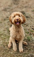 Sarah Tully - Goldendoodle Stud