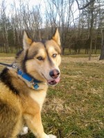 Amber - Siberian Husky Stud