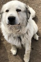 Jasmine - Great Pyrenees Stud