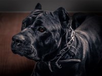 Cane Corso Studs Near You