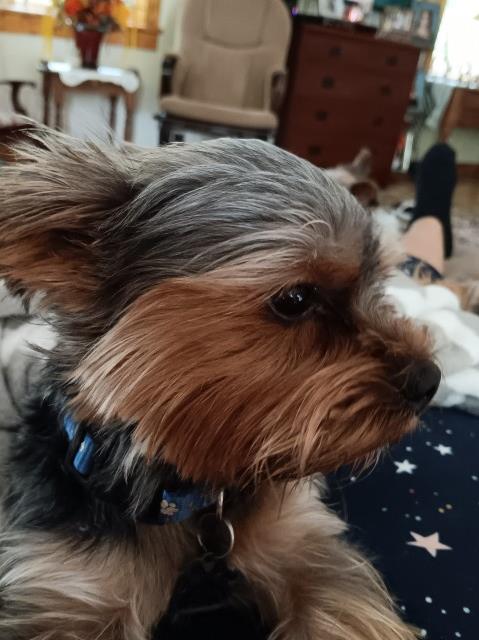 Yorkshire Terrier Stud 31575