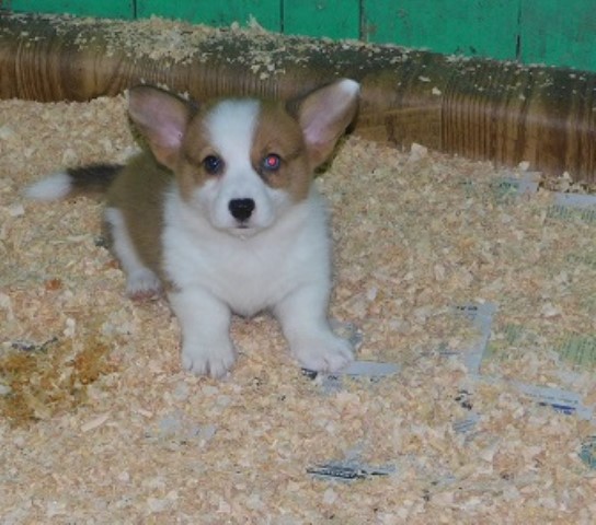 Pembroke Welsh Corgi Breeder 10806