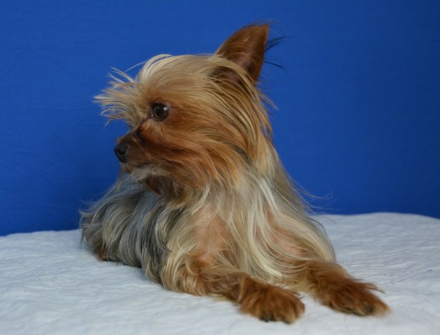 Yorkshire Terrier Stud 25241