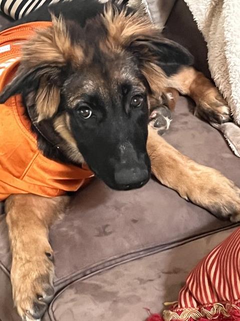 German Shepherd Dog Stud 31404